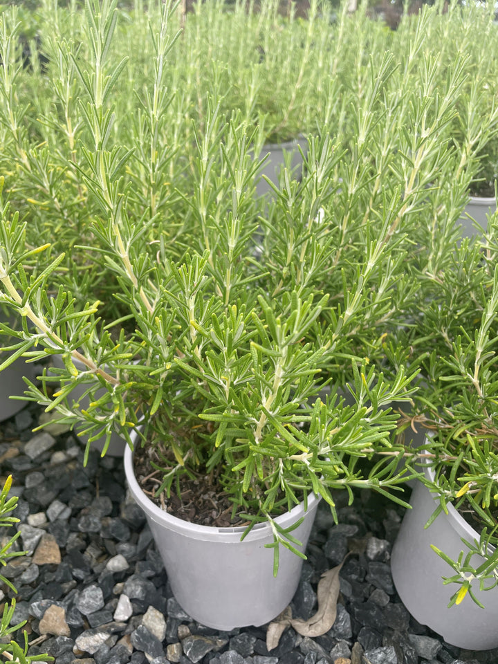 Rosmarinus officinalis &