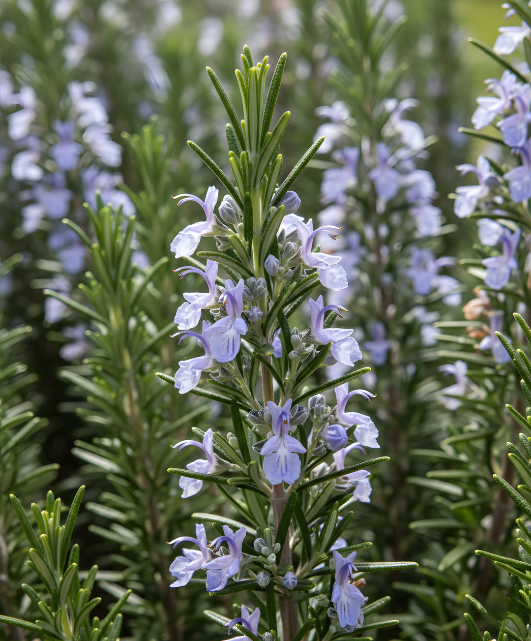 Rosmarinus Officinalis 'Gallipoli' 140mm Pot for sale Adelaide Plant Co