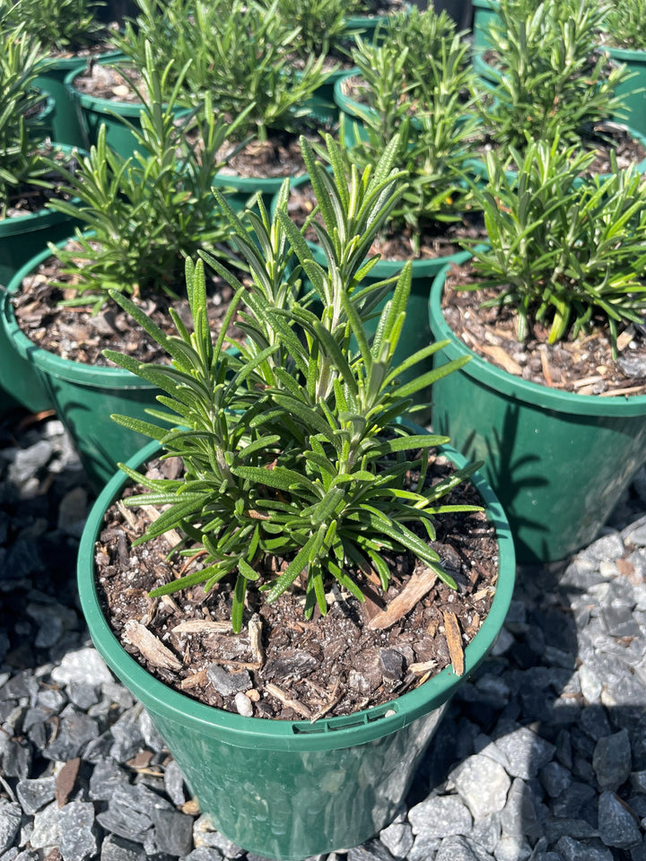 Rosmarinus Officinalis &