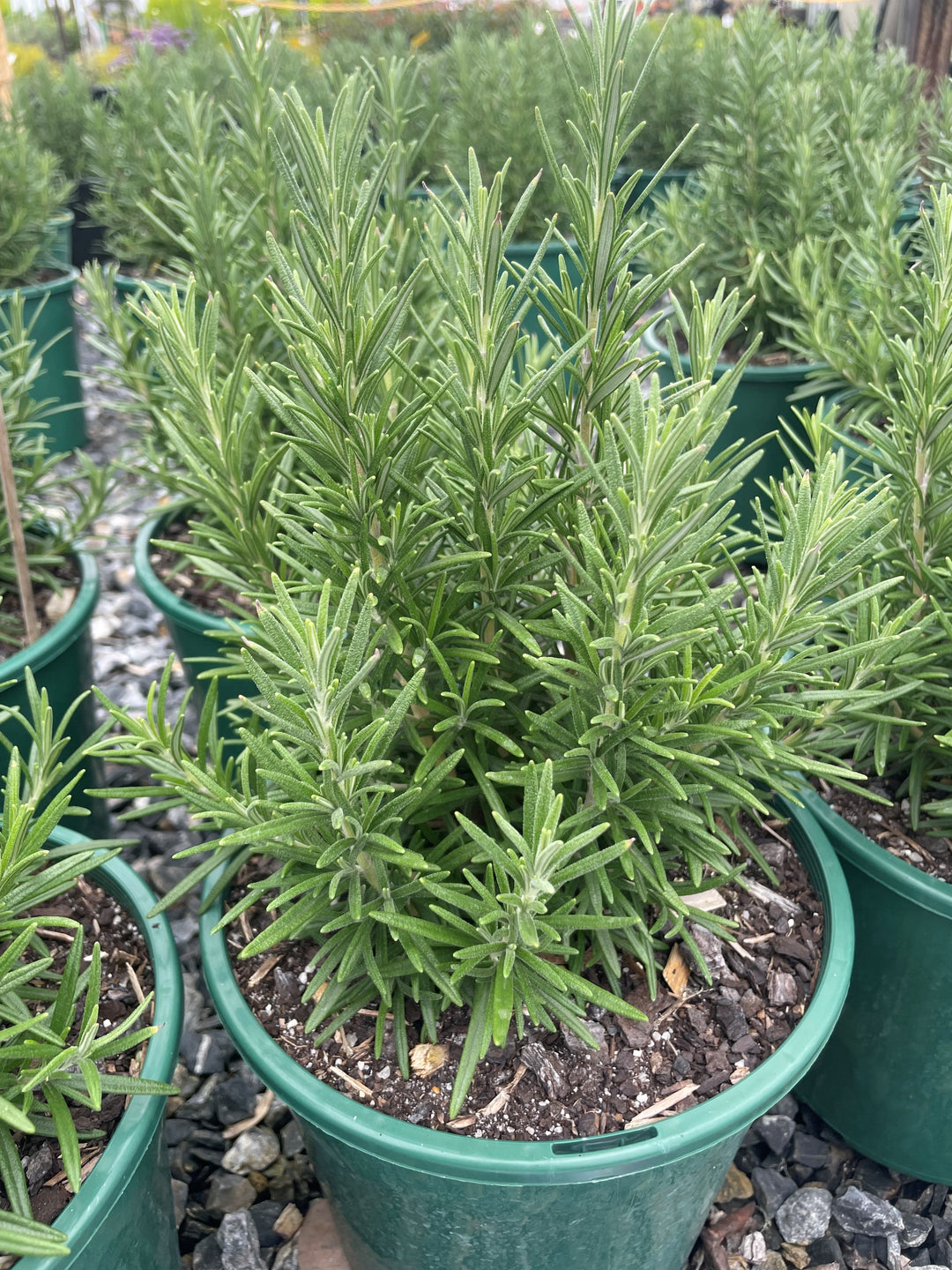 Rosmarinus Officinalis &