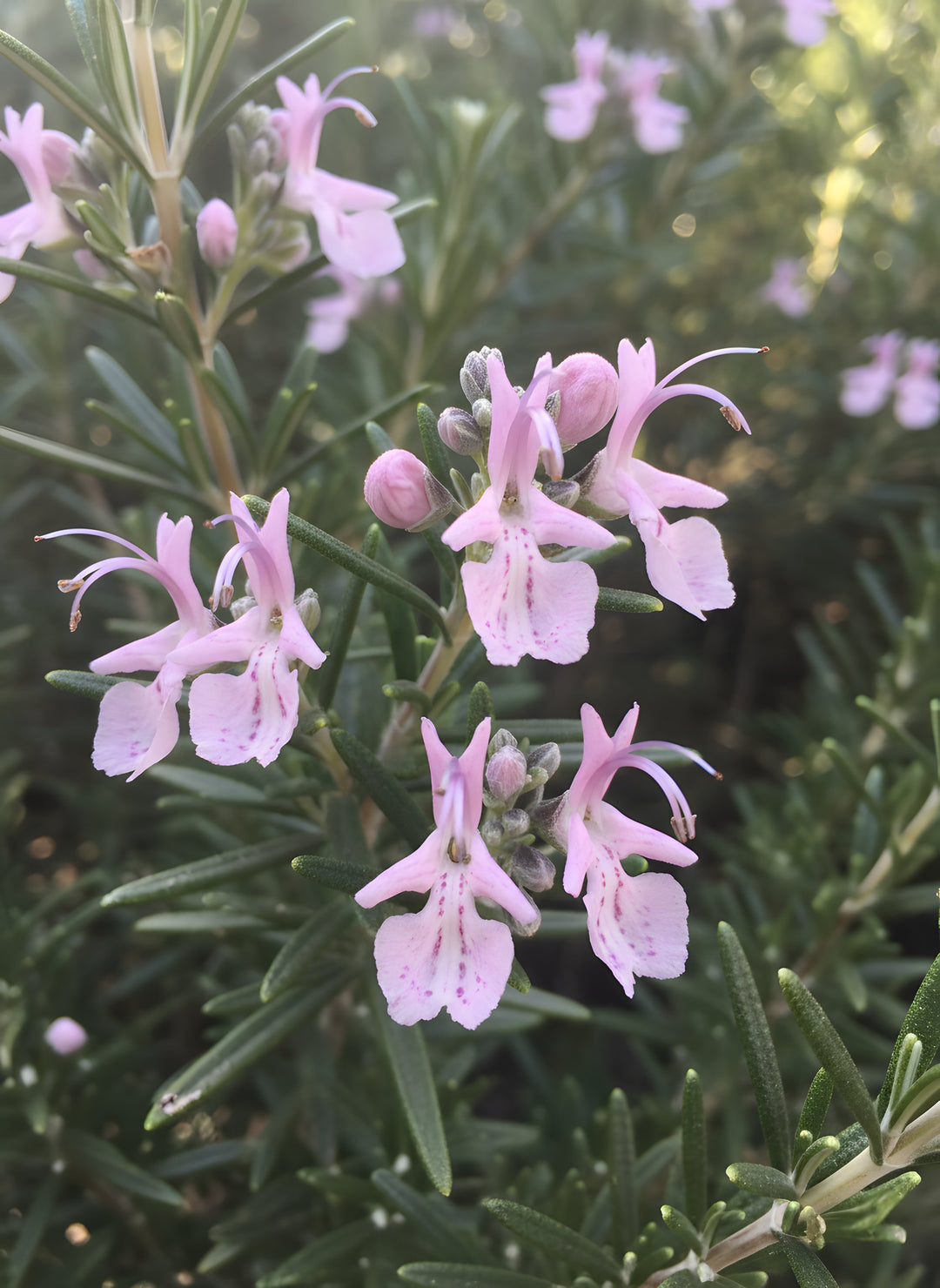 Rosmarinus Officinalis 'Pink' 140mm Pot for sale Adelaide Plant Co