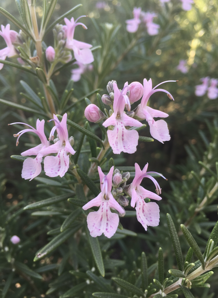 Rosmarinus Officinalis 'Pink'