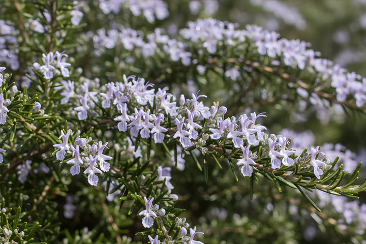 Rosmarinus Officinalis &