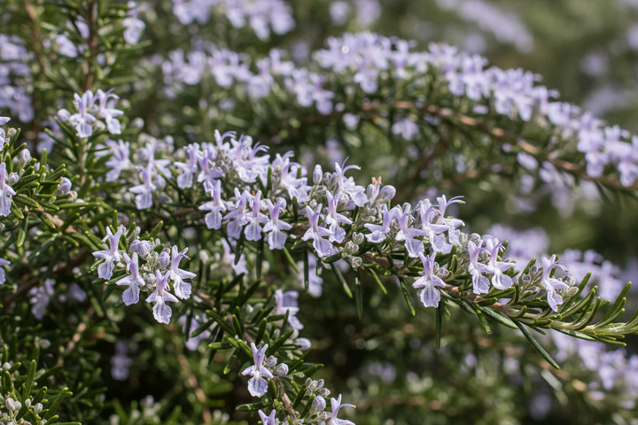 Rosmarinus Officinalis 'Prostratus'