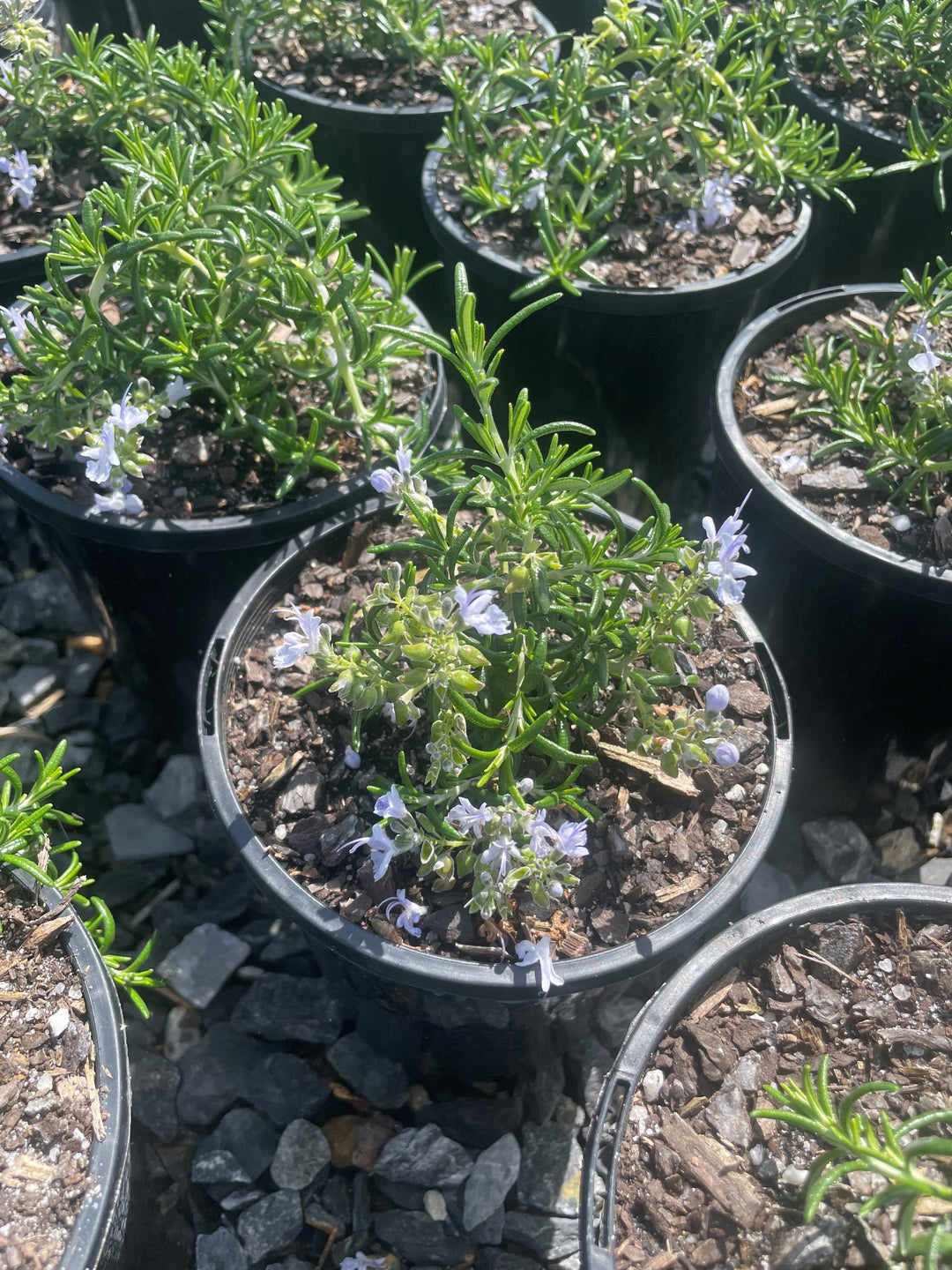 Rosmarinus Officinalis 'Prostratus'