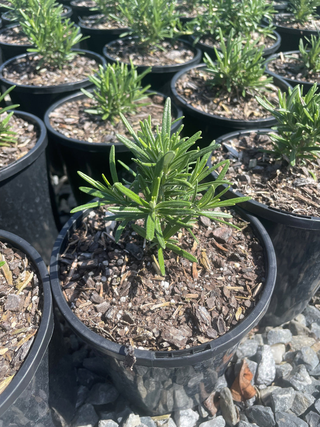 Rosmarinus Officinalis