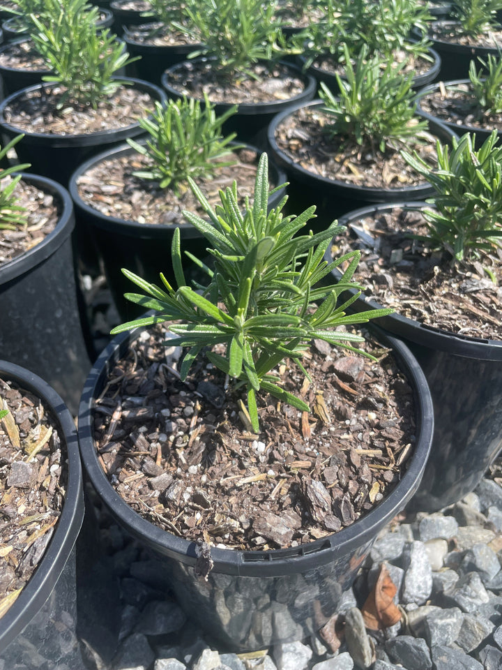 Rosmarinus Officinalis