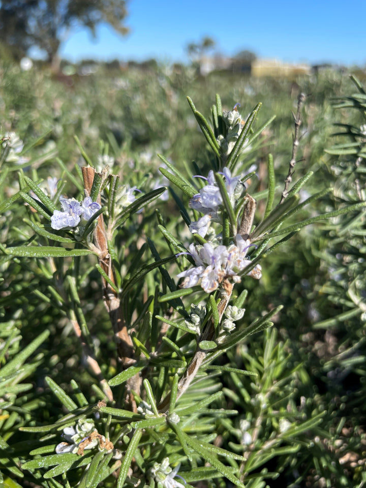 Rosmarinus Officinalis