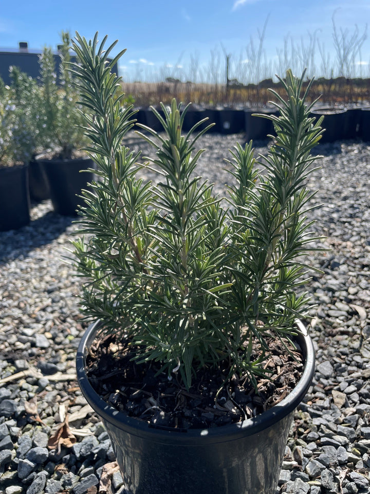 Rosmarinus Officinalis