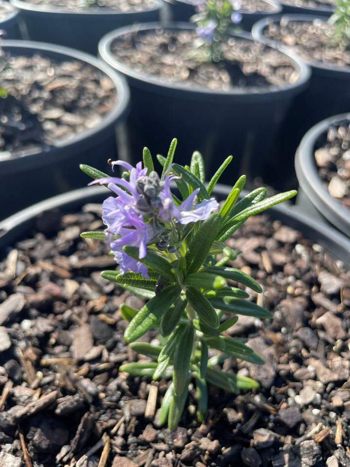 Rosmarinus Officinalis 'Tuscan Blue'