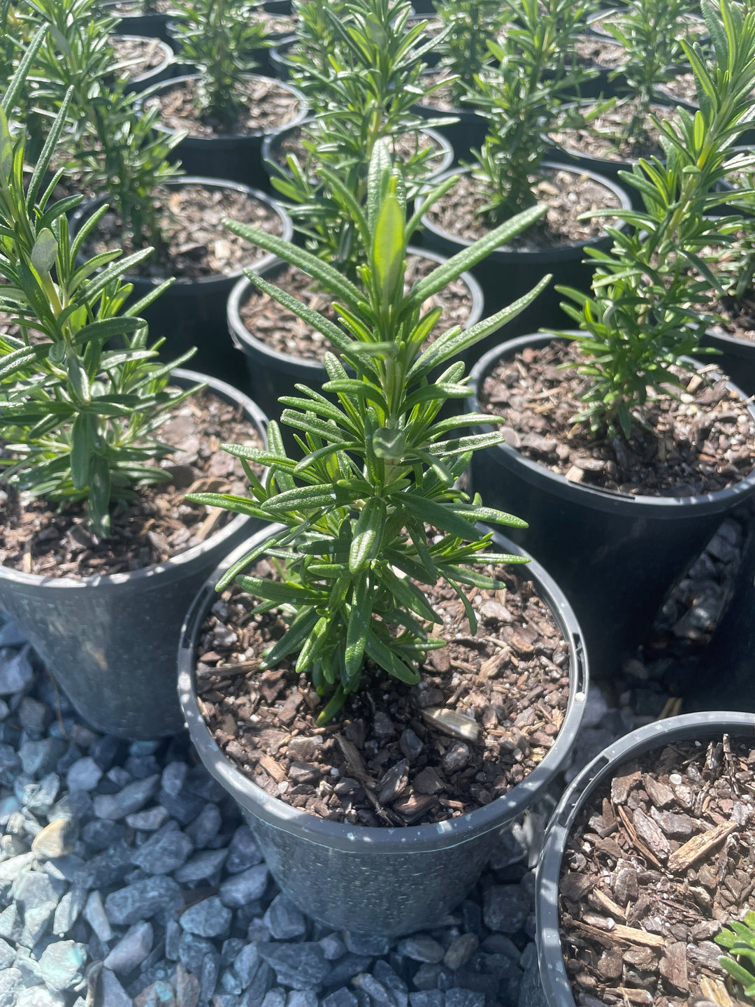 Rosmarinus Officinalis 'Tuscan Blue'