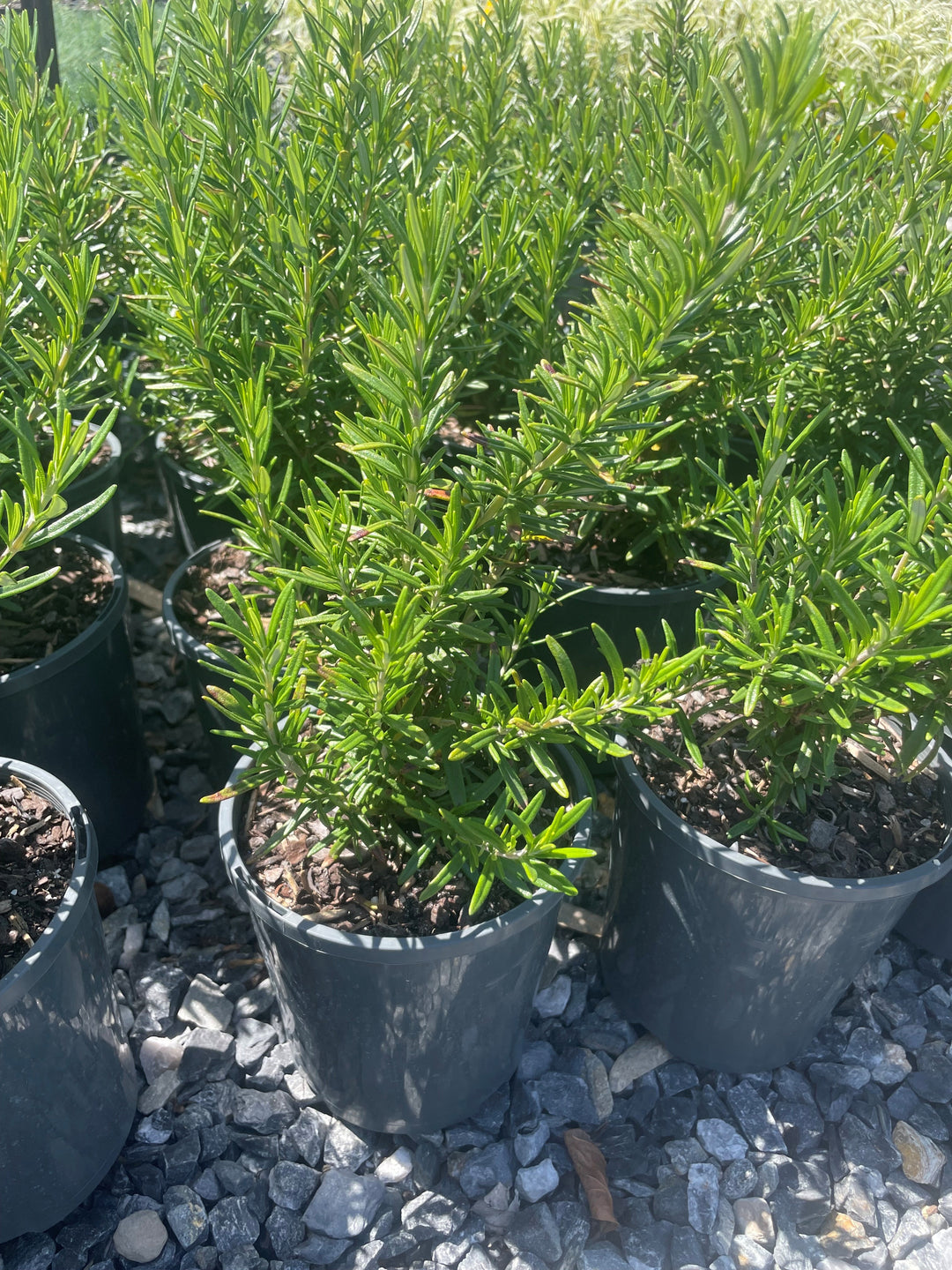 Rosmarinus Officinalis 'Tuscan Blue'