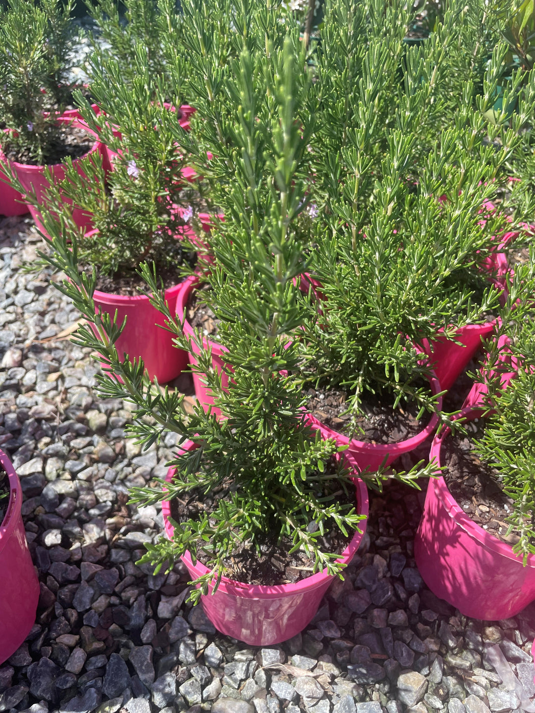 Rosmarinus Officinalis 'Pink'