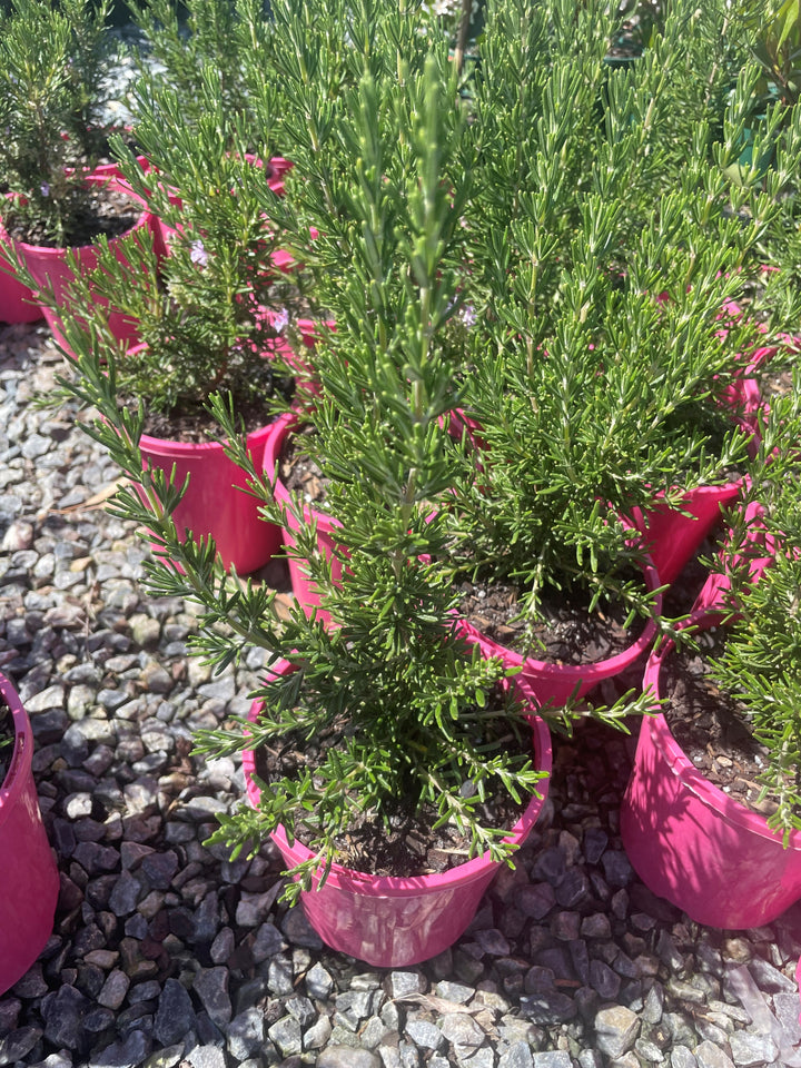 Rosmarinus Officinalis 'Pink'