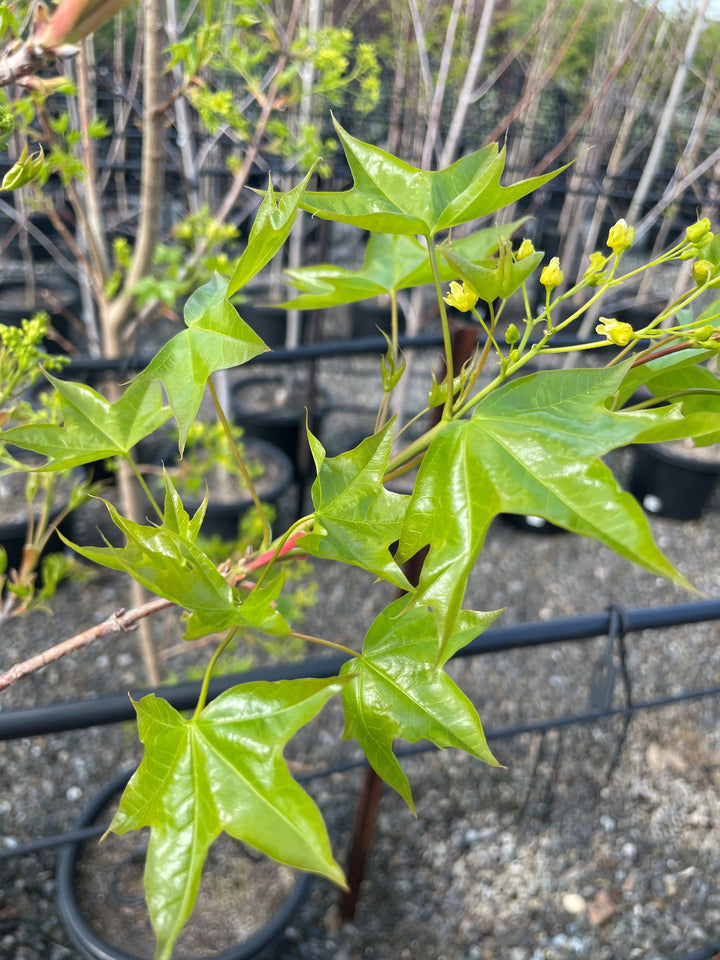 Acer Truncatum x Platanoides 'Ruby Sunset'