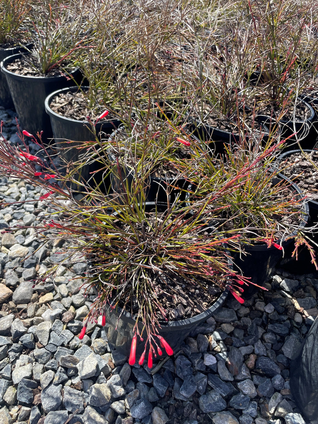 Russelia Equisetiformis