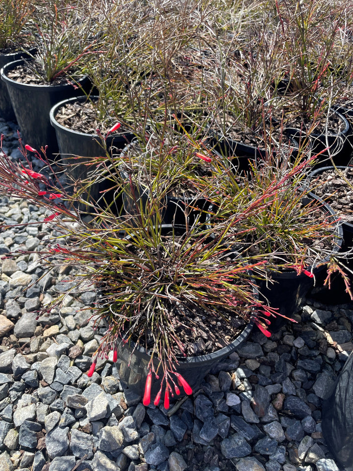 Russelia Equisetiformis