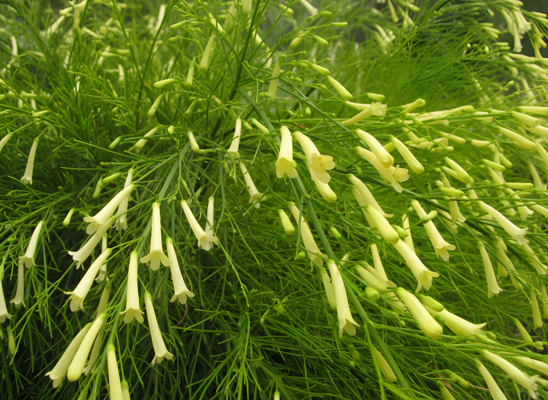 Russelia Equisetiformis 'Lemon Falls' 200mm Pot for sale Adelaide Plant Co