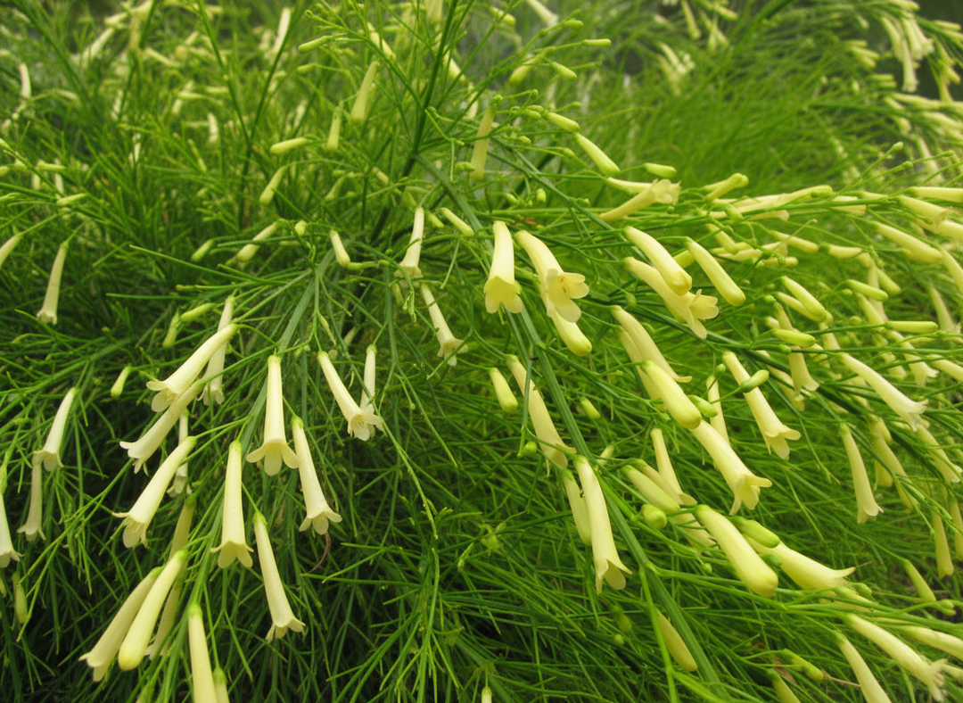 Russelia Equisetiformis 'Lemon Falls'