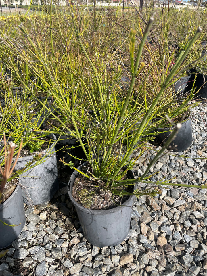 Russelia Equisetiformis 'Lemon Falls'