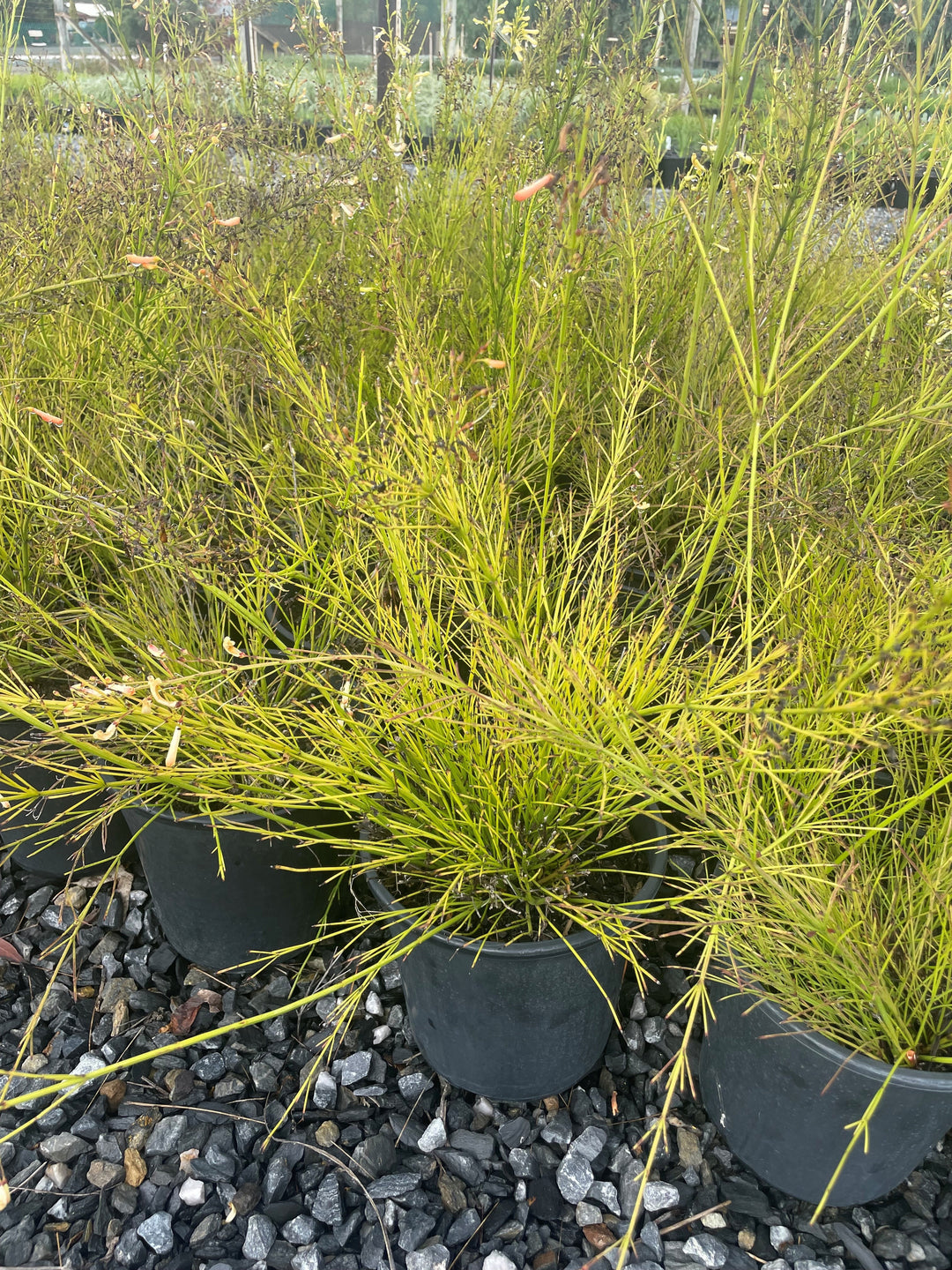 Russelia Equisetiformis &