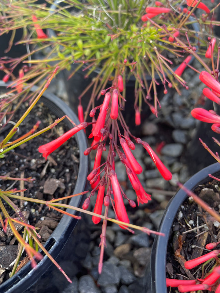 Russelia Equisetiformis &
