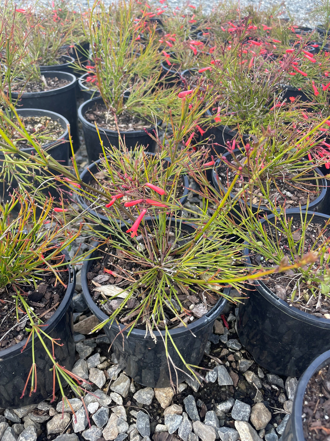 Russelia Equisetiformis &