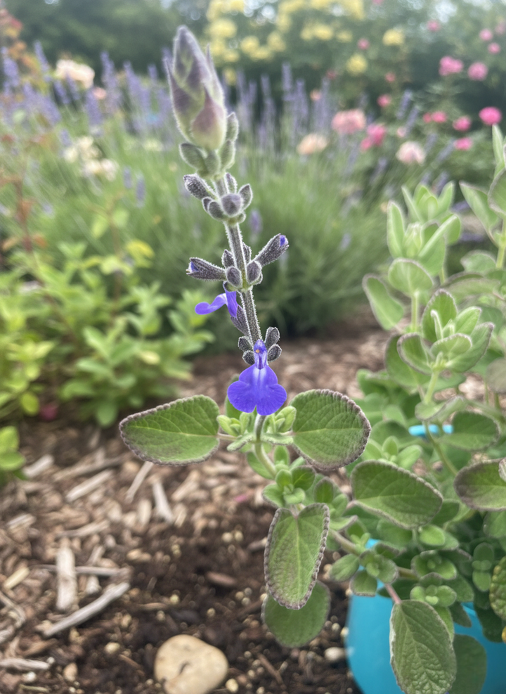 Salvia chamaedryoides 'Marine Blue'