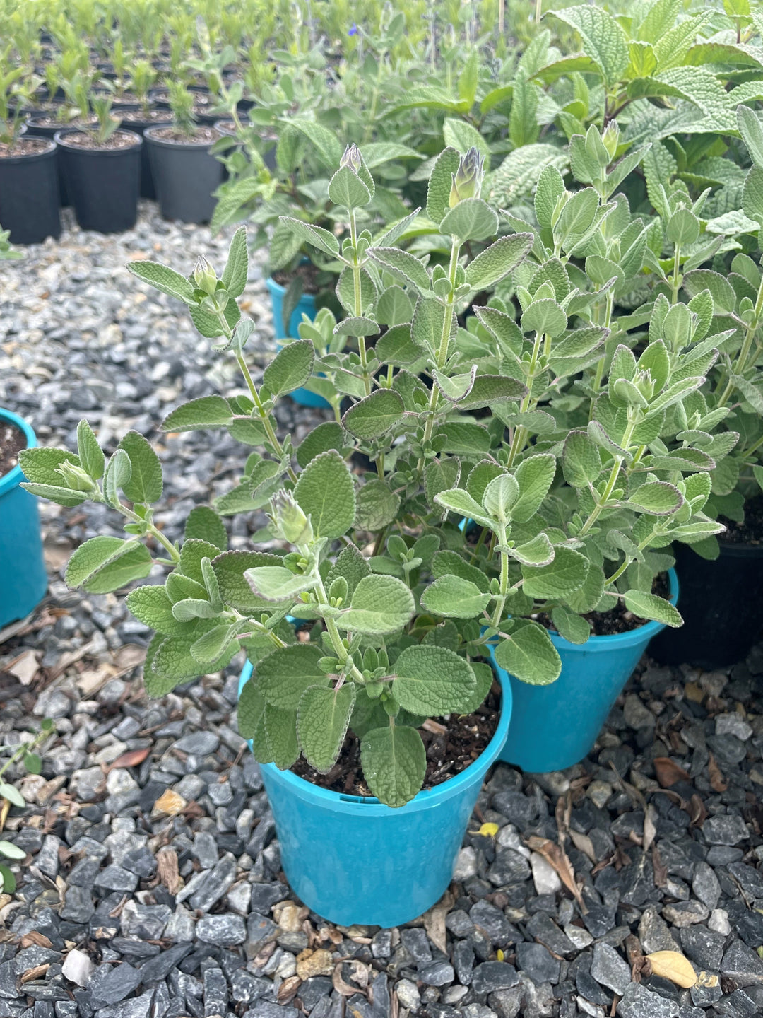 Salvia chamaedryoides 'Marine Blue'