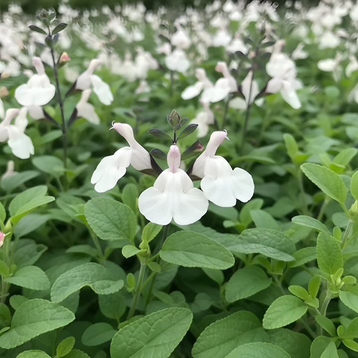 Salvia &