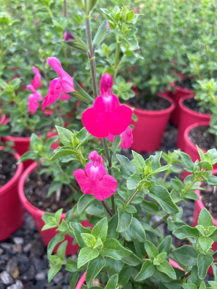 Salvia greggii &