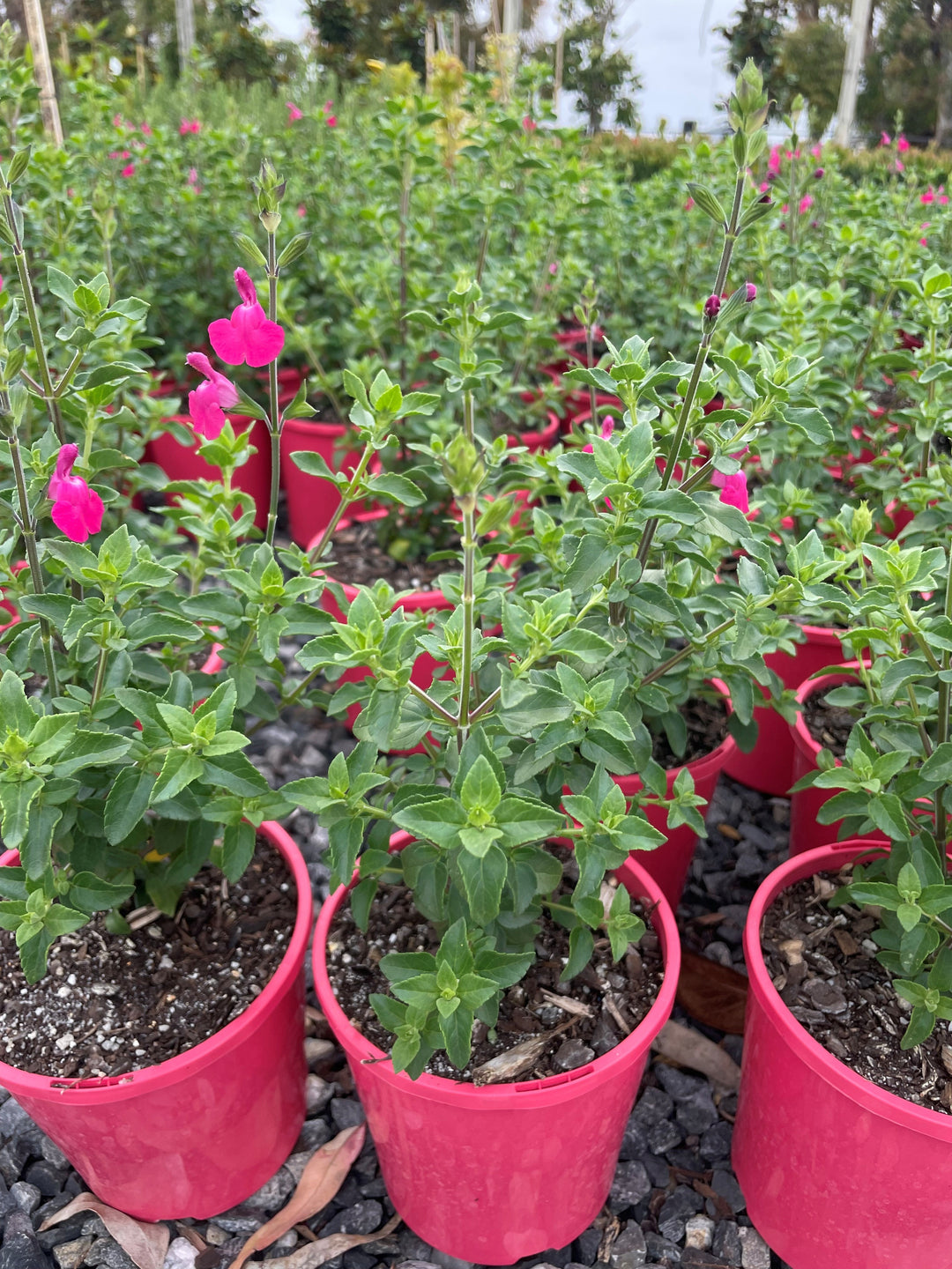Salvia greggii &