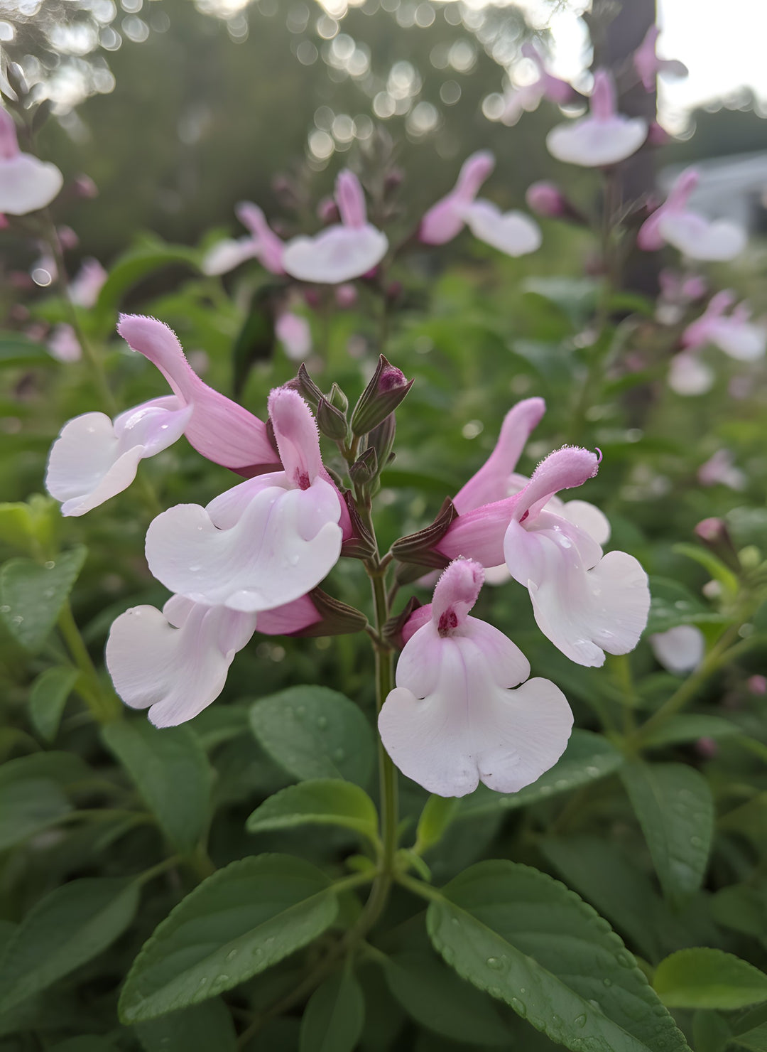 Salvia greggii 'Mirage Soft Pink' 140mm Pot for sale Adelaide Plant Co