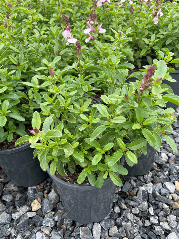 Salvia greggii &