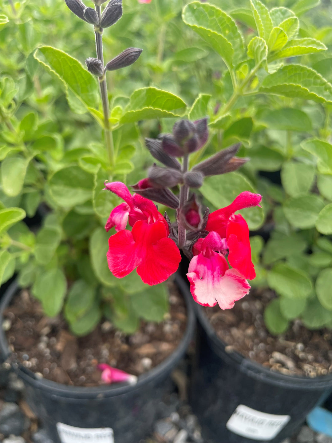 Salvia greggii 'Navajo Red' 140mm Pot for sale Adelaide Plant Co