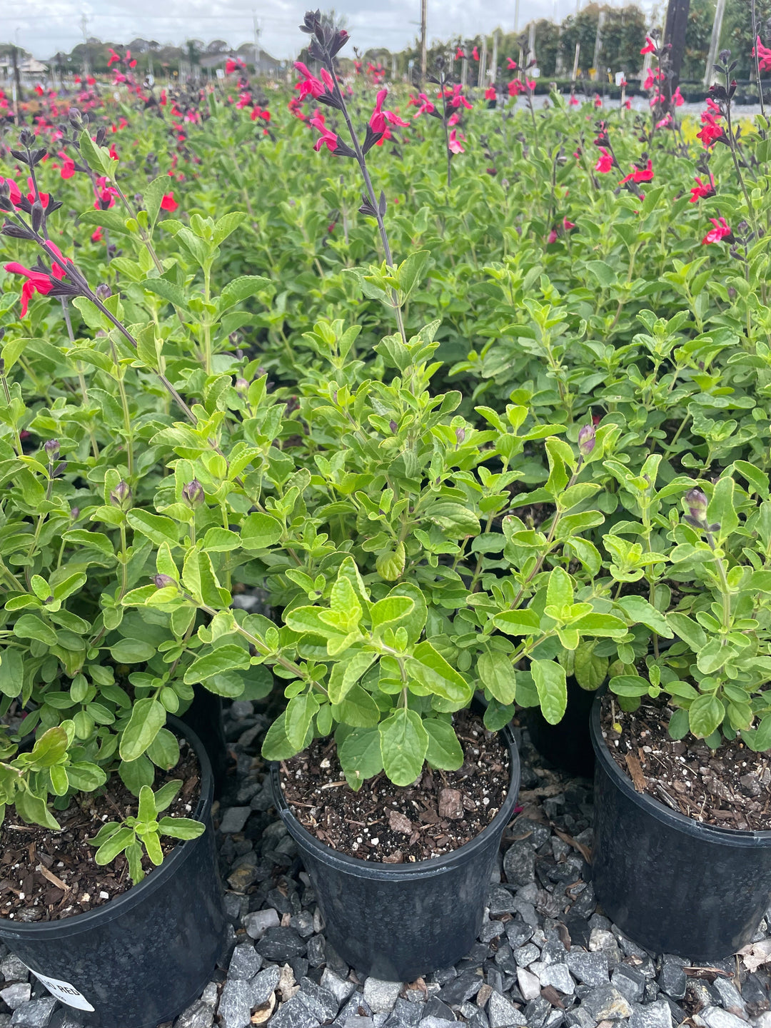 Salvia greggii &