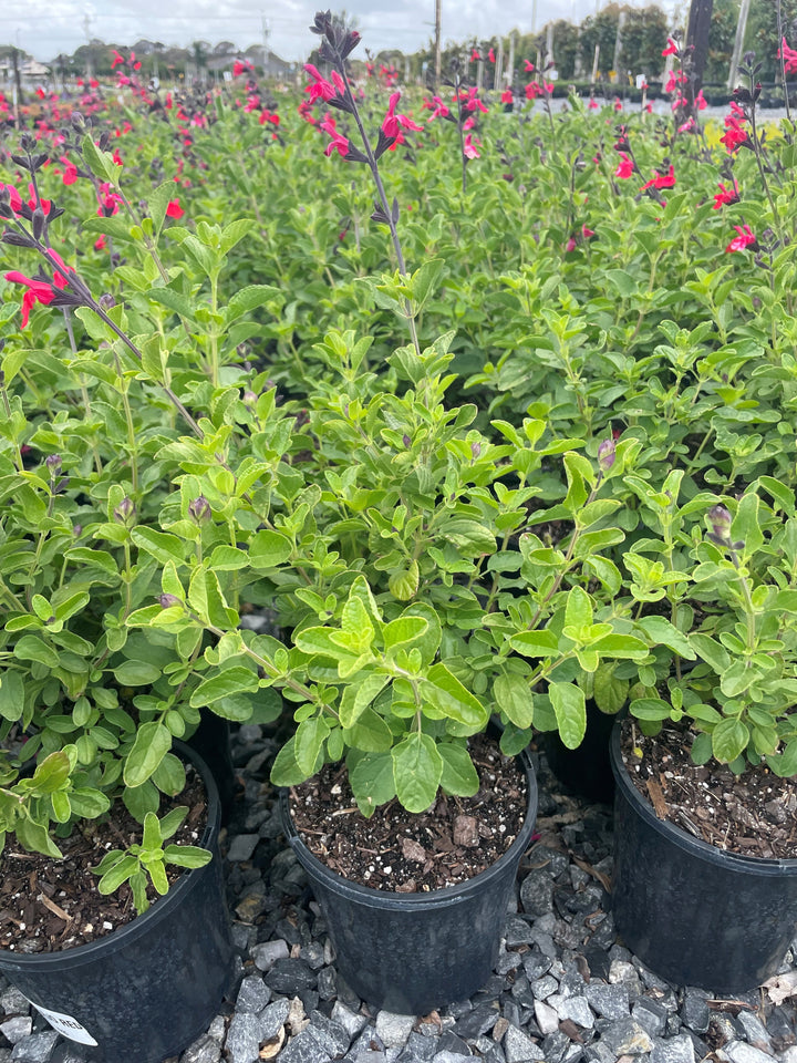 Salvia greggii &