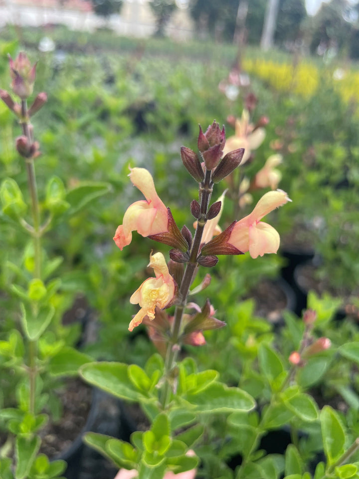 Salvia greggii &