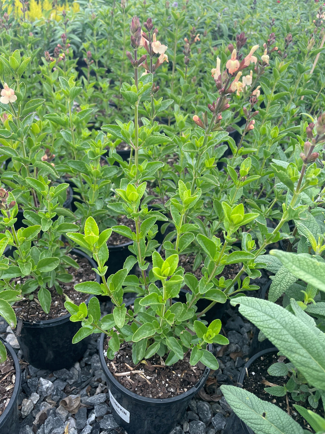 Salvia greggii &