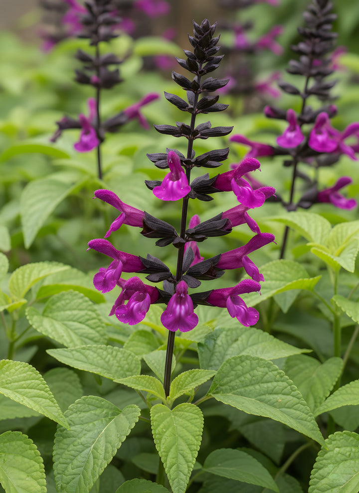 Salvia x guaranitica &
