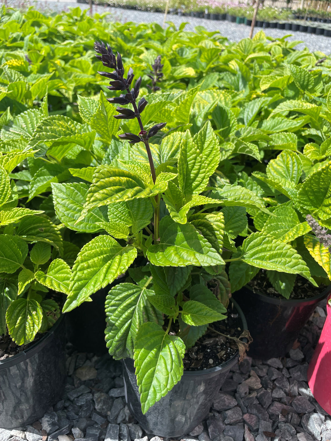 Salvia x guaranitica &