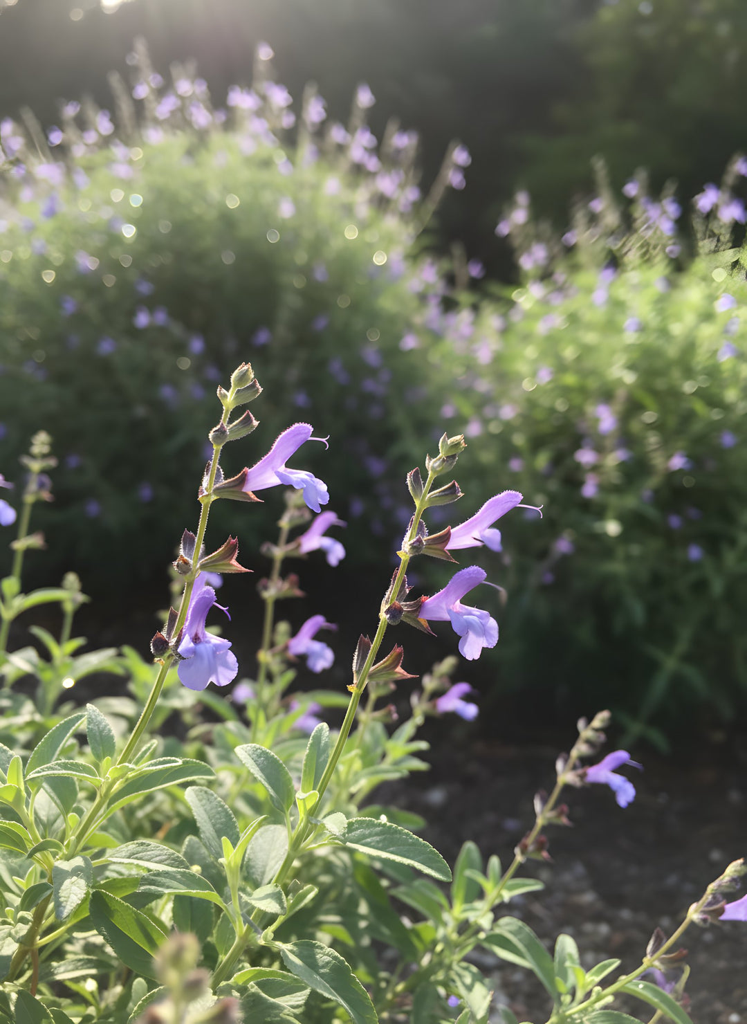 Salvia Hybrid 'African Sky' 140mm Pot for sale Adelaide Plant Co