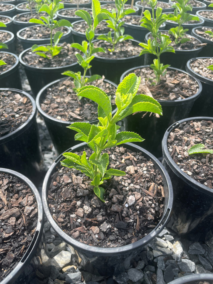Salvia Hybrid 'African Sky'