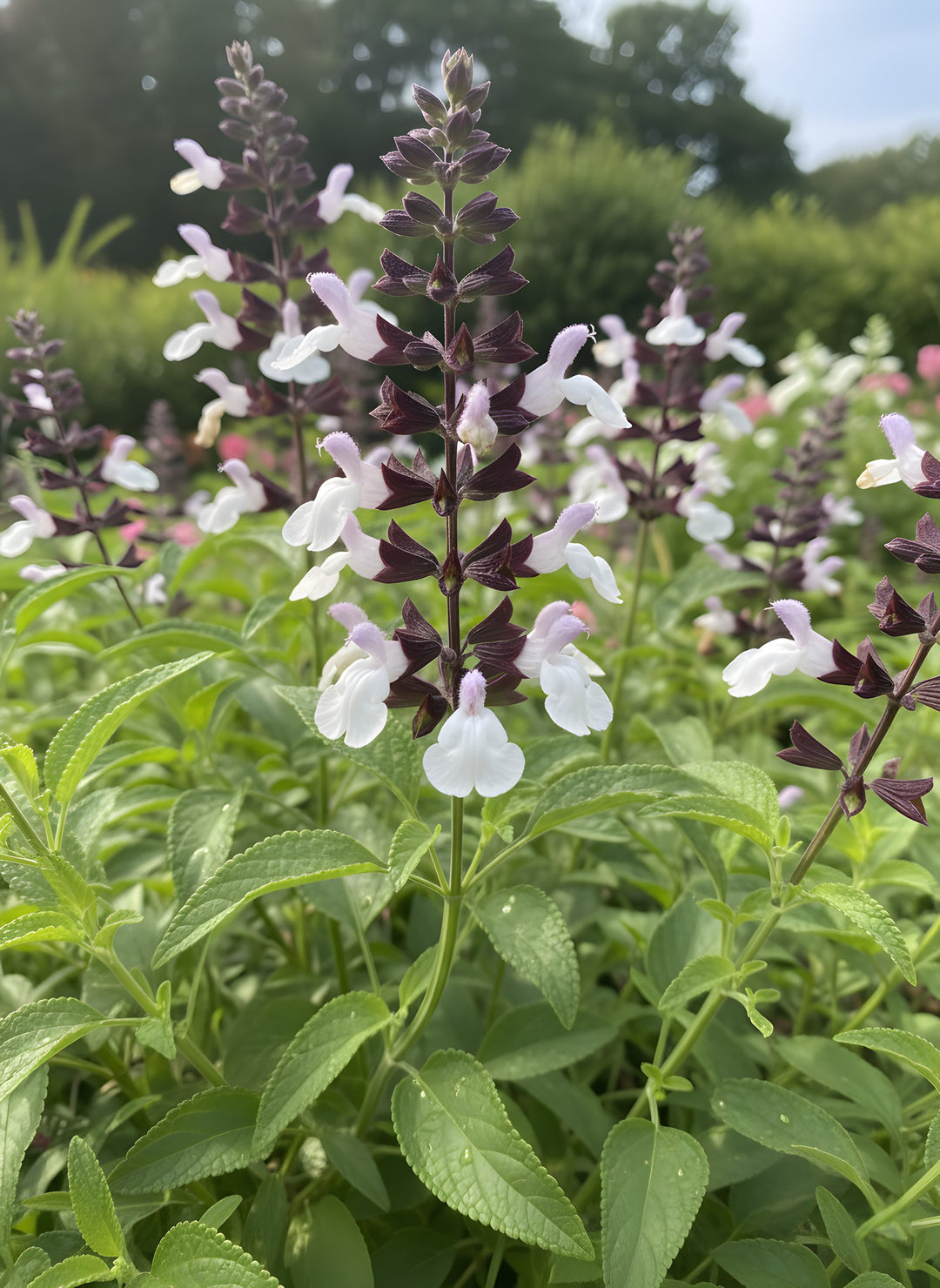 Salvia hybrid 'Waverly' 140mm Pot for sale Adelaide Plant Co