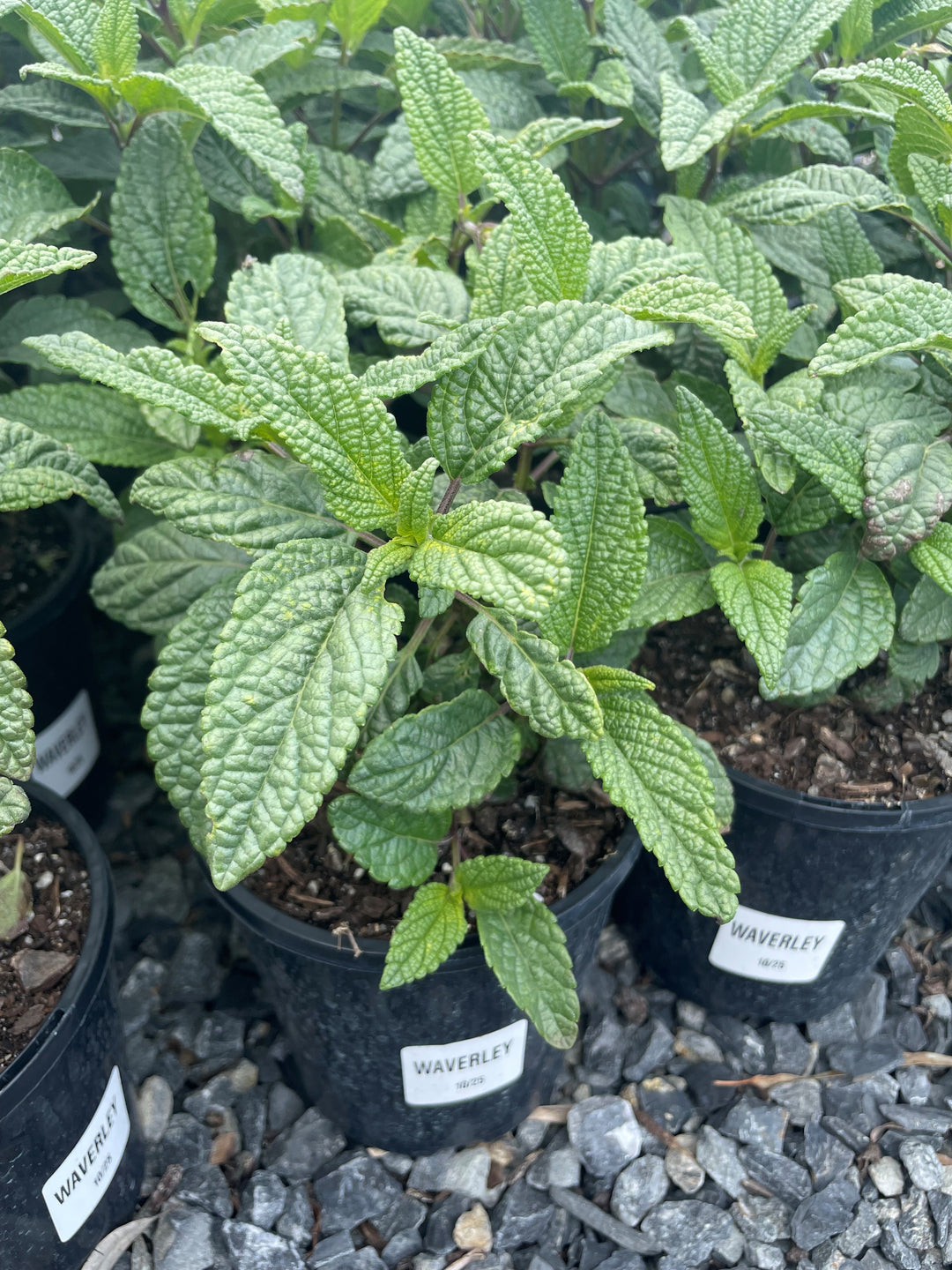 Salvia hybrid &