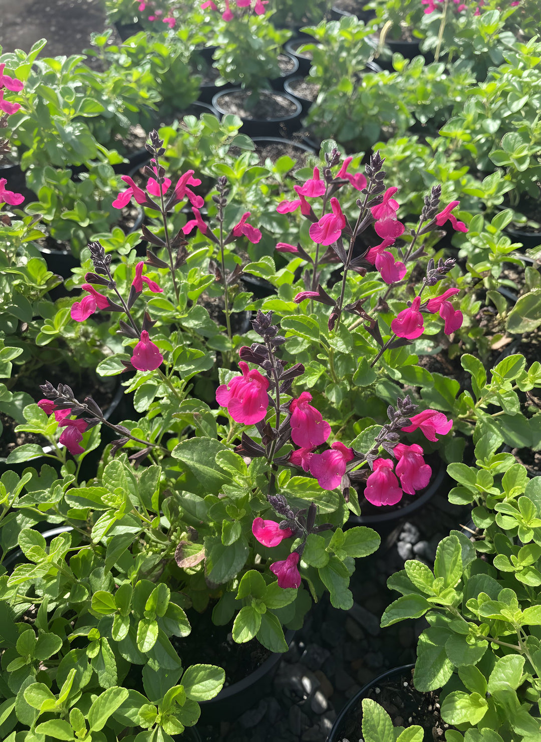 Salvia 'Intense' 140mm Pot for sale Adelaide Plant Co