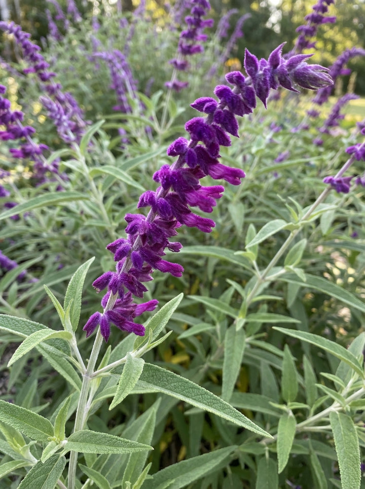 Salvia leucantha &