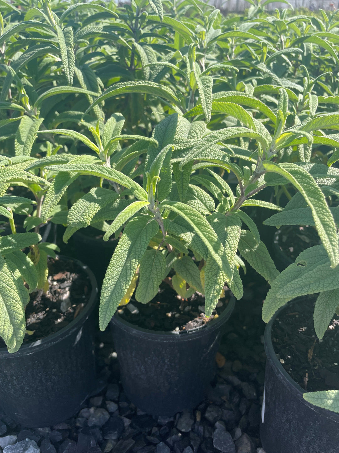 Salvia leucantha &