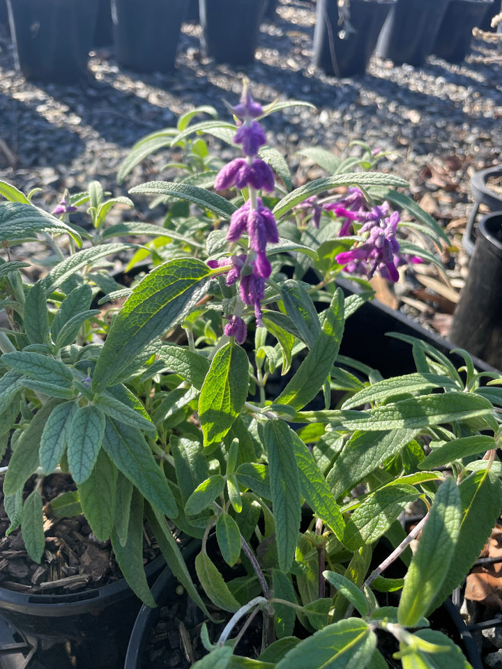 Salvia leucantha 140mm Pot for sale Adelaide Plant Co