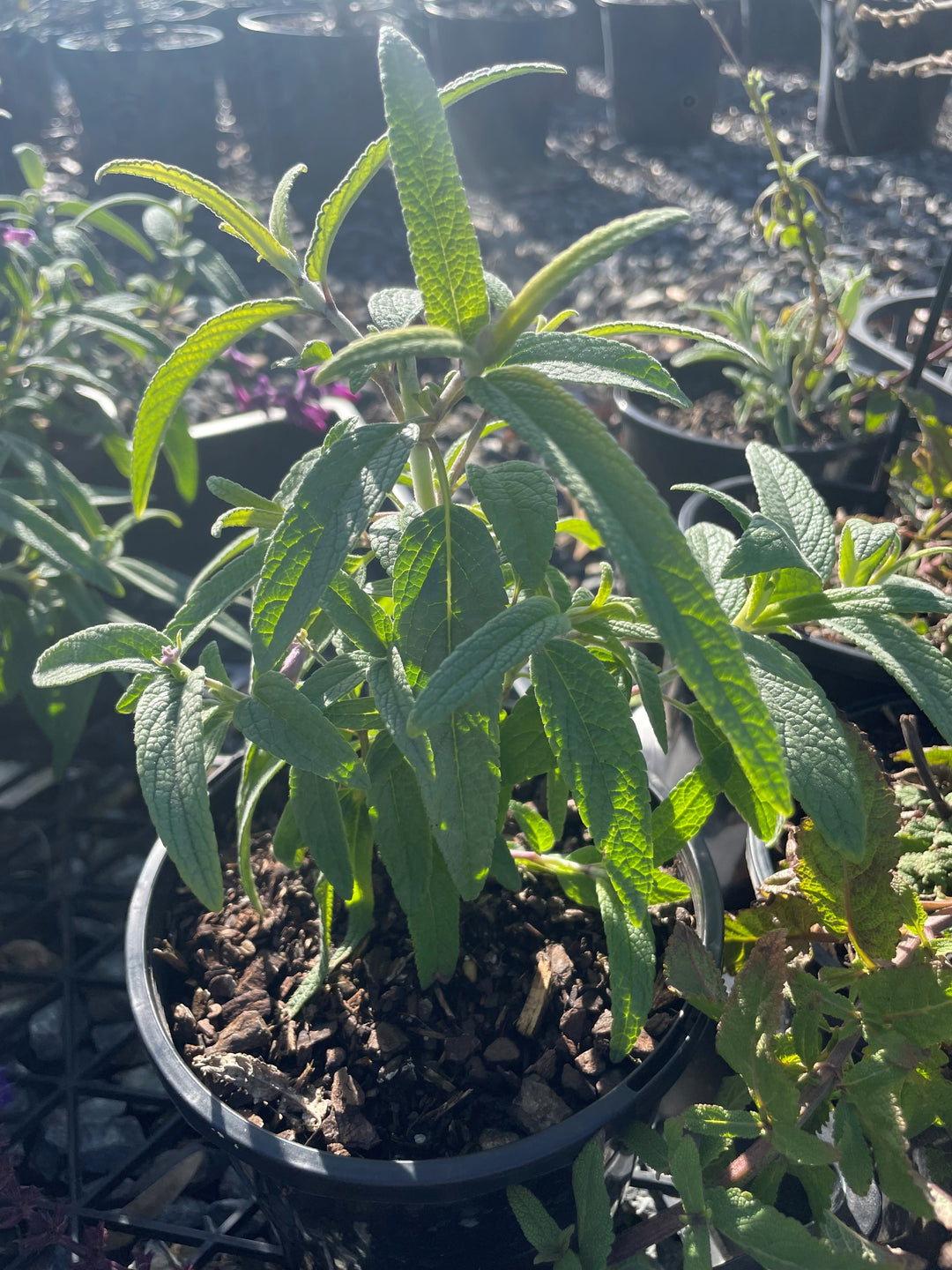 Salvia leucantha for sale Adelaide Plant Co